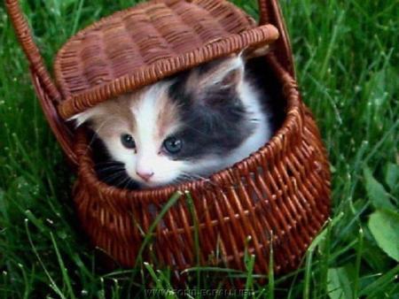 'tit chaton!